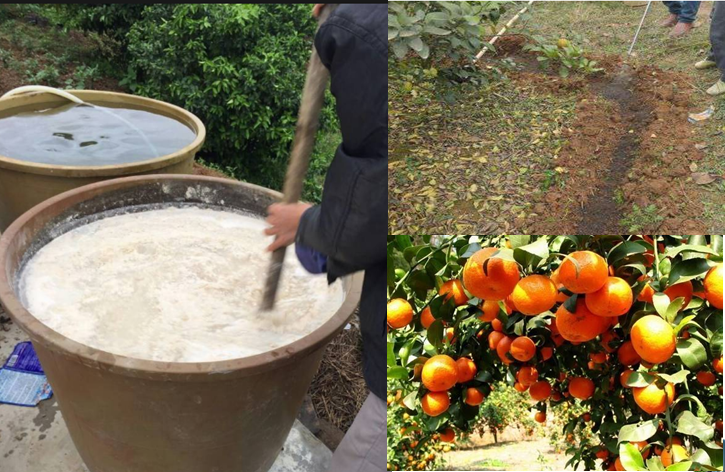 高級果蔬水肥快速發酵劑，水肥專業發酵劑，砂糖桔等高級水果專業快速肥料發酵劑